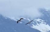 Casal de pássaraos voa entre as montanhas do Valle Los Exploradores, perto da Carretera Austral, região de Puerto Rio Tranquilo, no sul do Chile